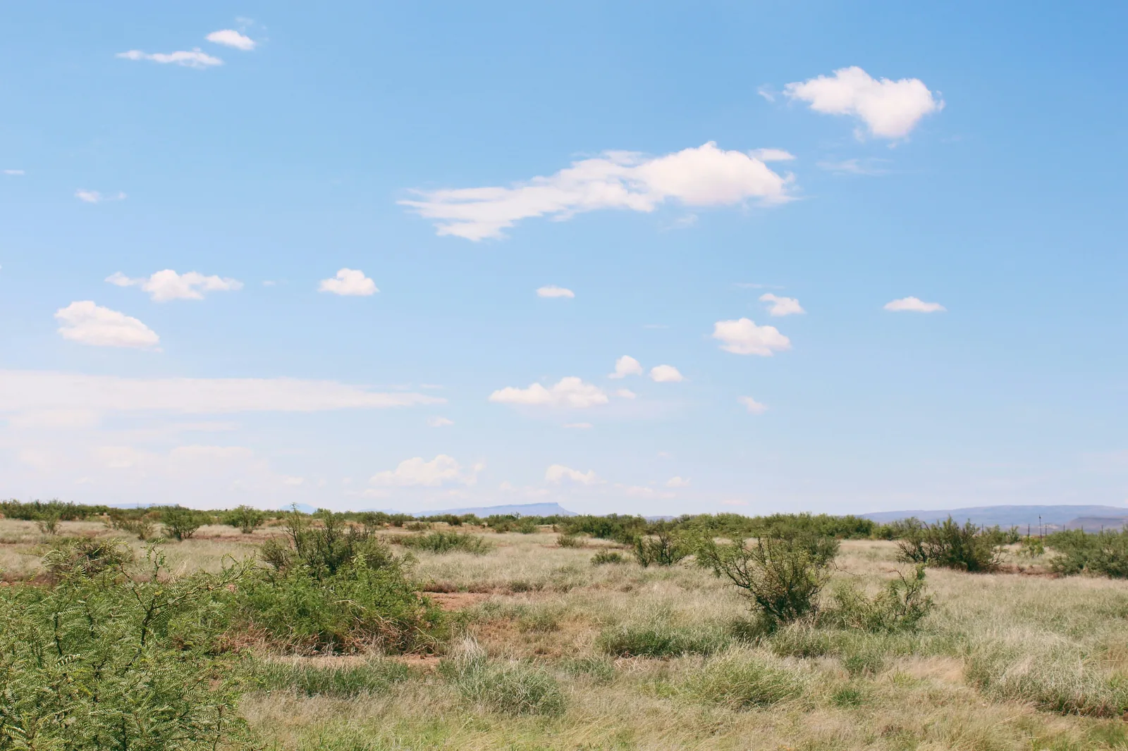 Texas landscape - heat and rural terrain create unique pet risks
