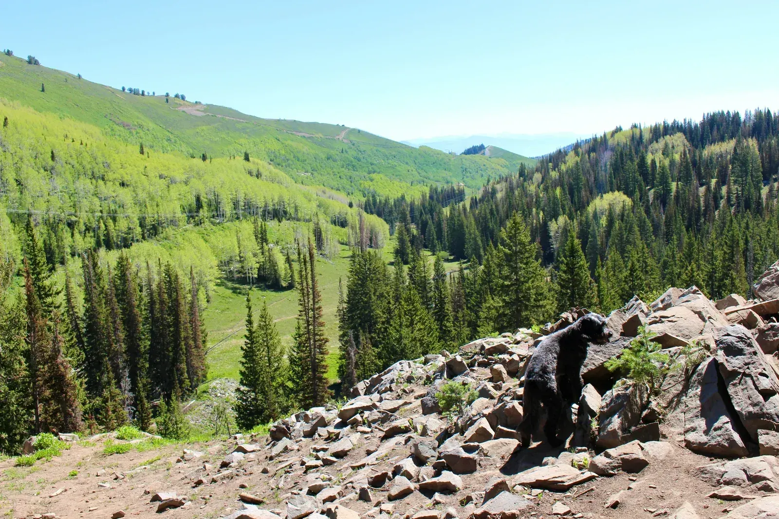 Pet safety in Utah mountains