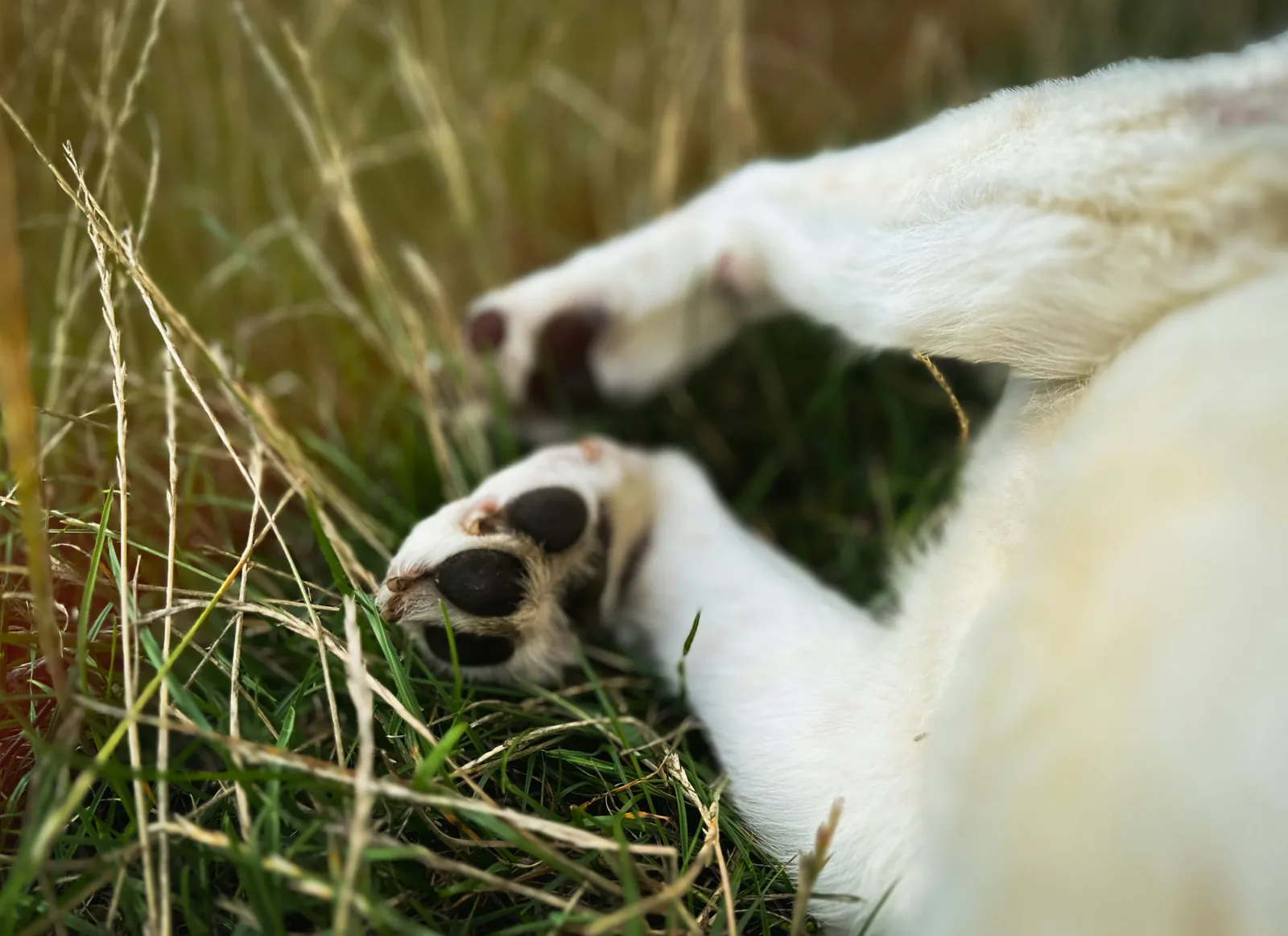 Pet safety in Virginia