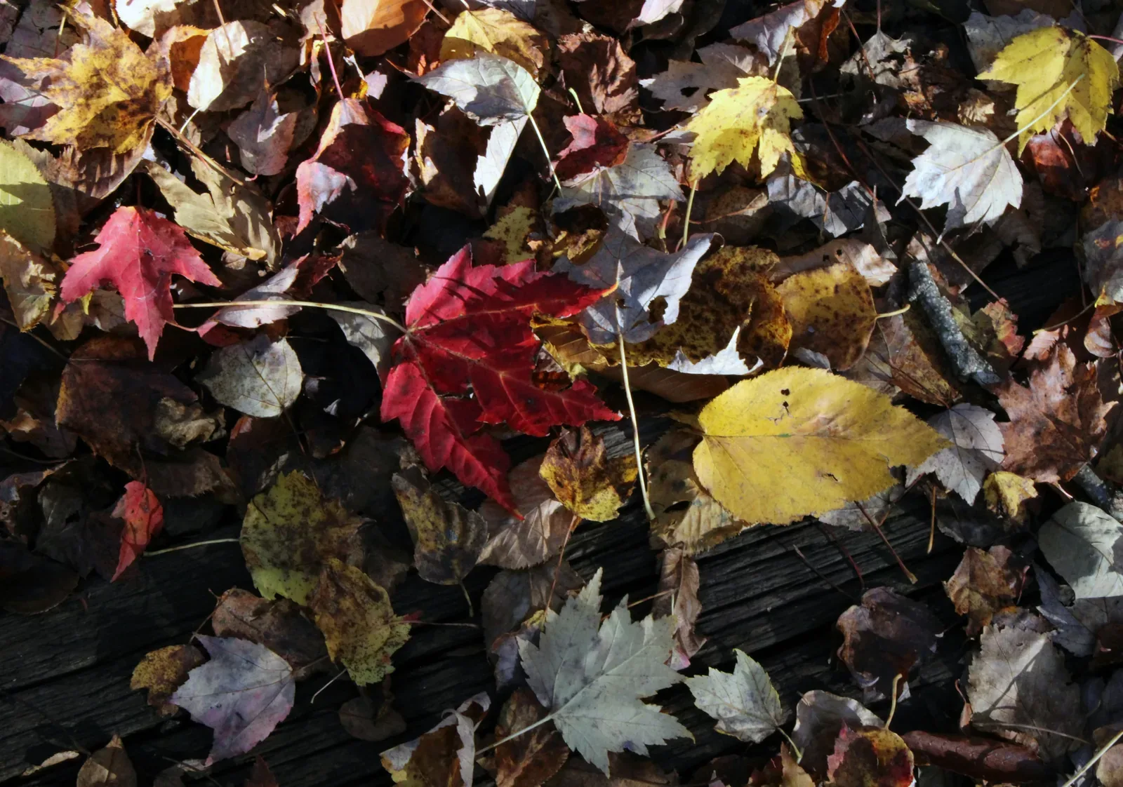 Vermont fall foliage