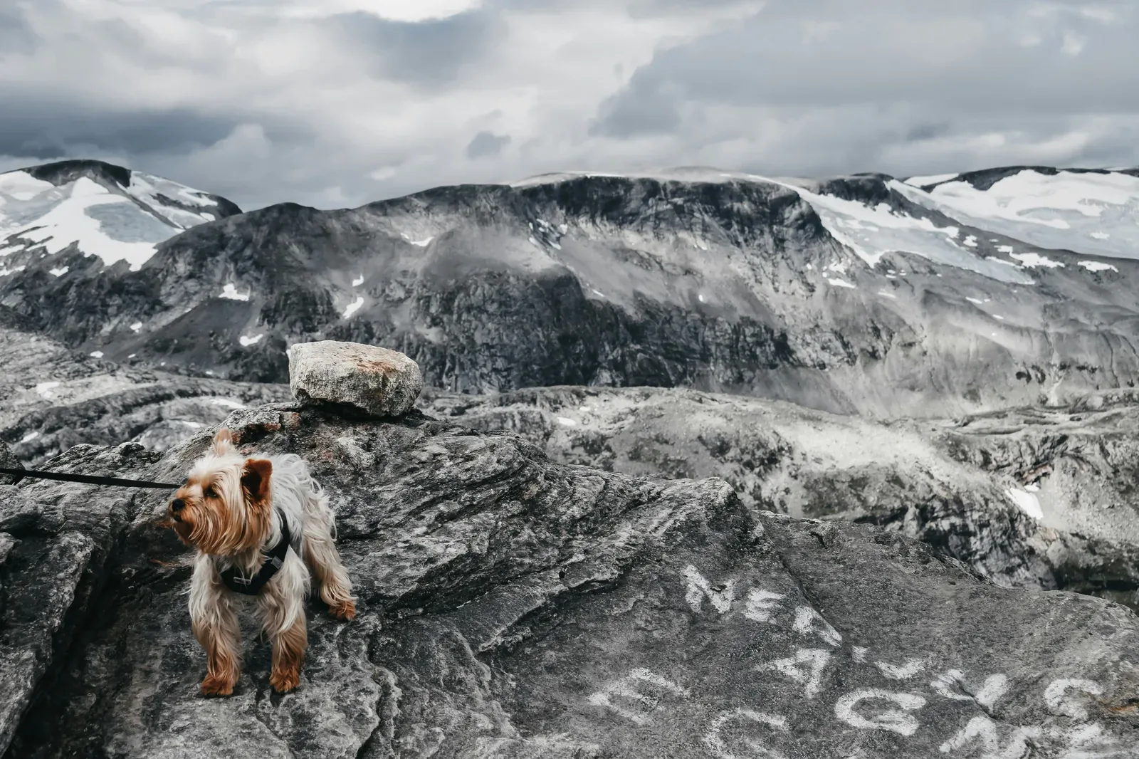 Pet safety in Vermont