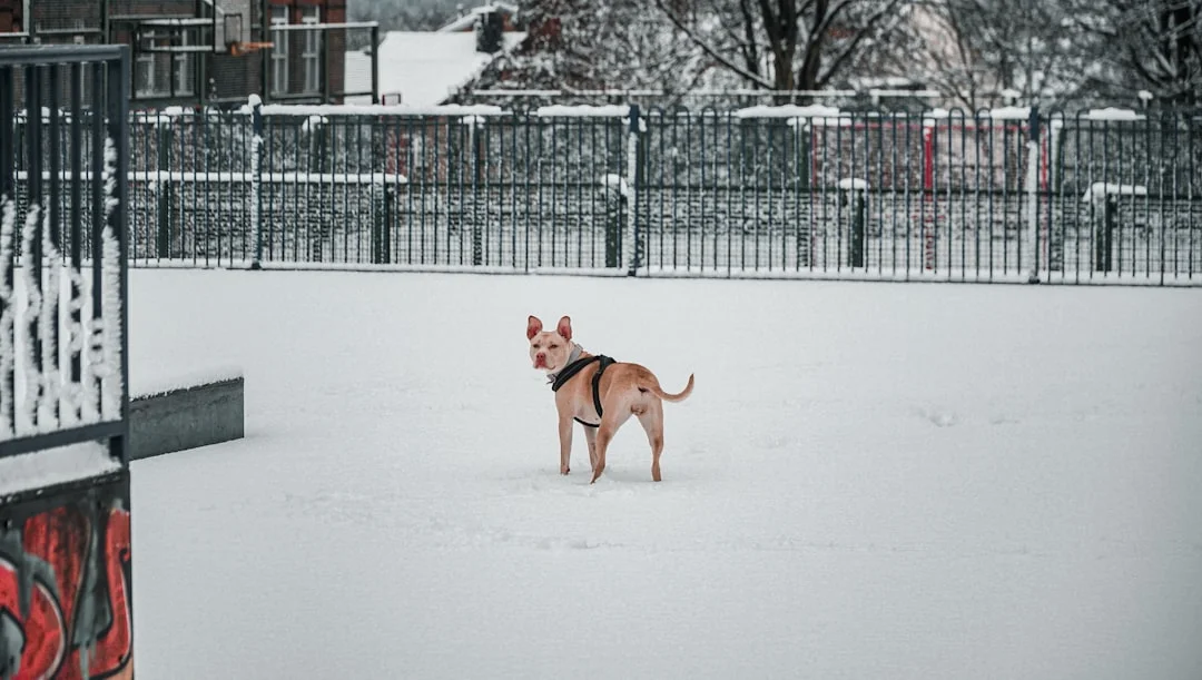 Pet safety in Wisconsin winter