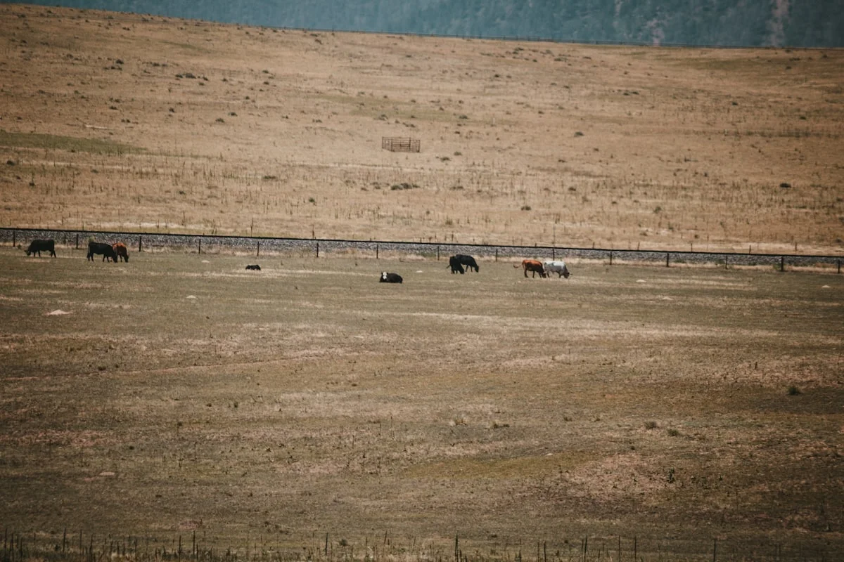 Pet safety in Wyoming landscape
